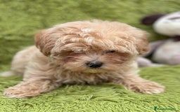 Maltipoo perros en venta: MALTIPOO TOY DISPONIBLES - Imagen 7