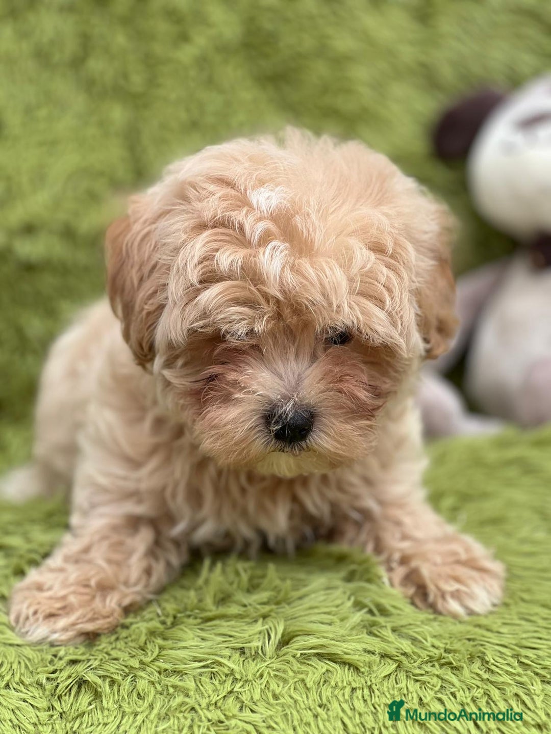 Maltipoo perros en venta: MALTIPOO TOY DISPONIBLES - Imagen 7