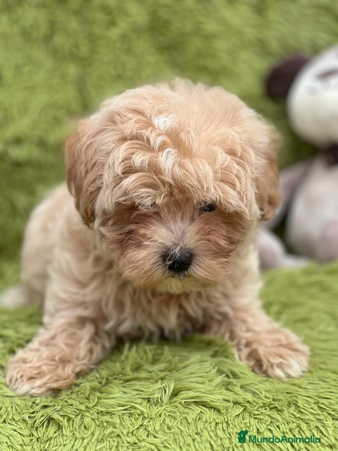 Maltipoo perros en venta: MALTIPOO TOY DISPONIBLES - Anuncio 7