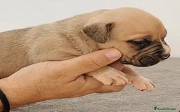 American Bully perros en venta: Cachorros de American Bully - Imagen 1