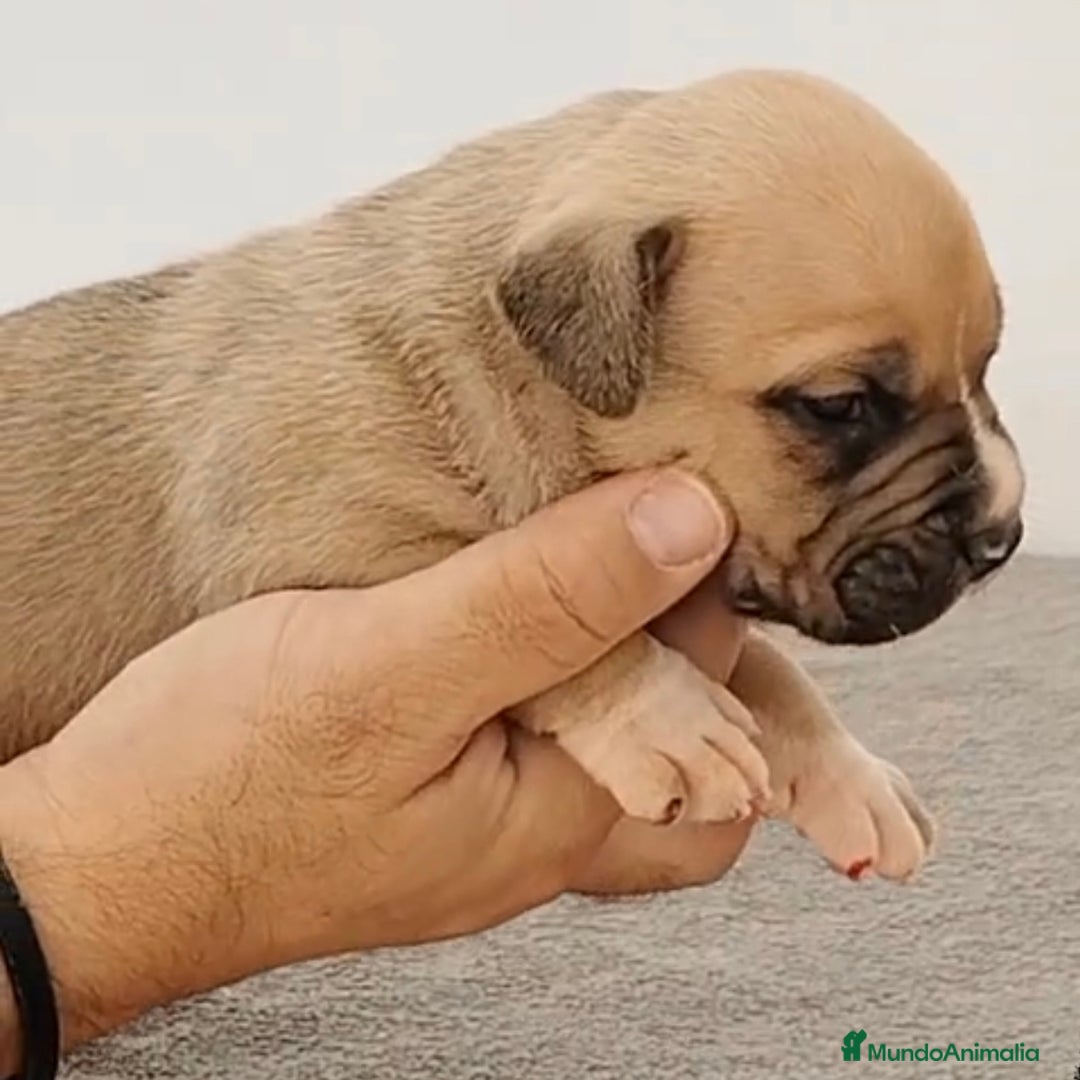 American Bully perros en venta: Cachorros de American Bully - Imagen 1