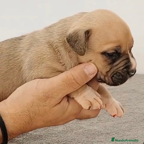 American Bully perros - Anuncio 10