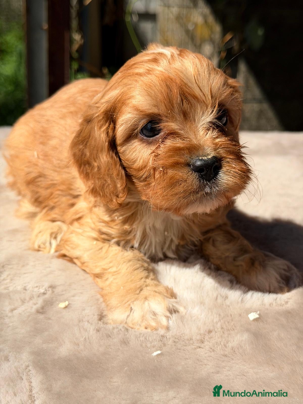 Cavapoo perros CAVAPOO APRICOT MACHOS - Anuncio 2