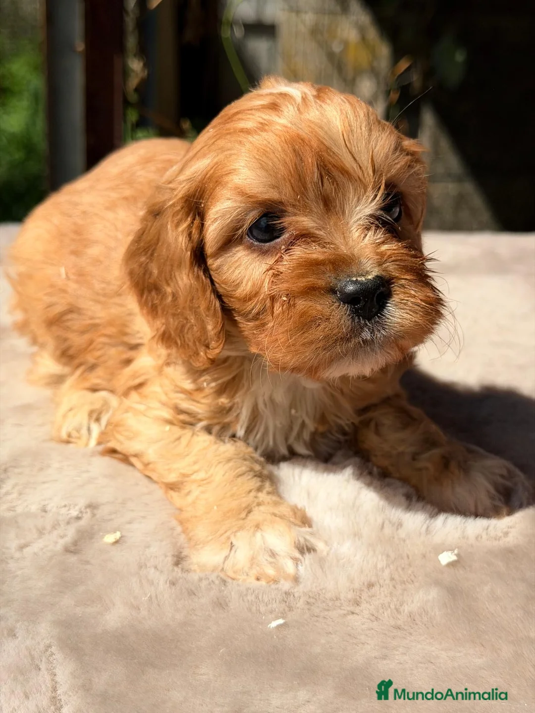 Cavapoo perros en venta: CAVAPOO APRICOT MACHOS - Anuncio 1