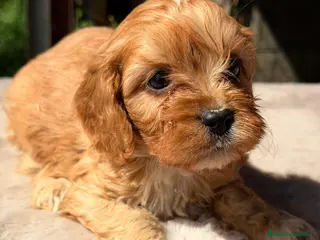 Cavapoo perros CAVAPOO APRICOT MACHOS - Anuncio 5