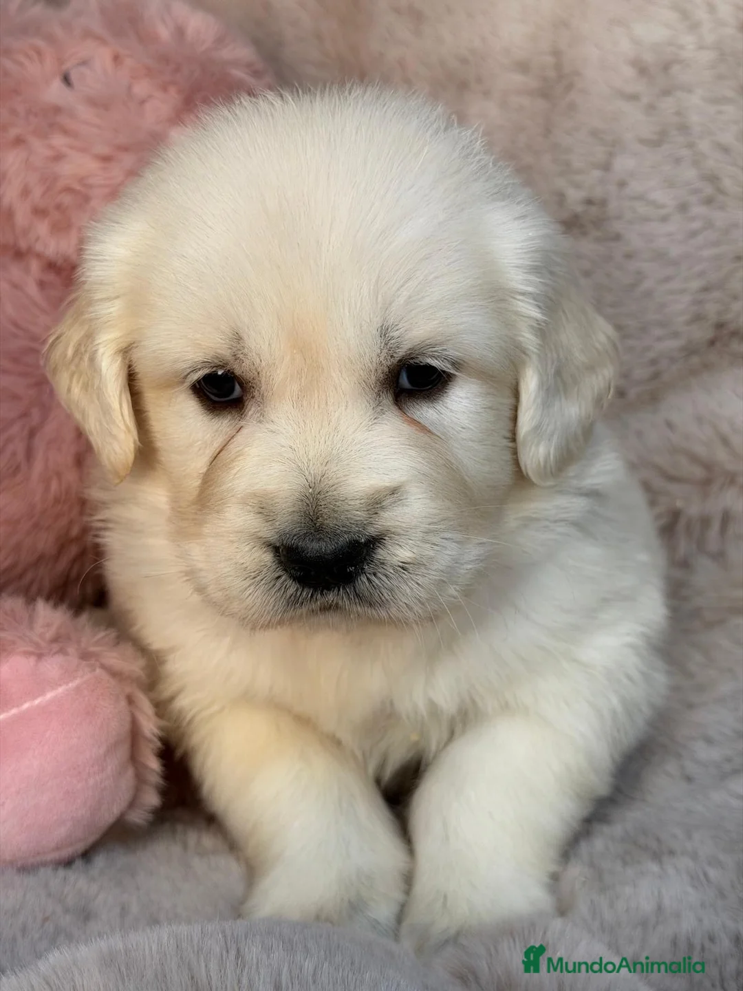 Golden Retriever perros en venta: Golden retriever hembras 🩷🐾 - Anuncio 2