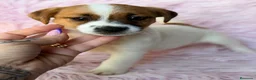 Jack Russell Terrier perros en venta: Jack Russell  - Anuncio 4