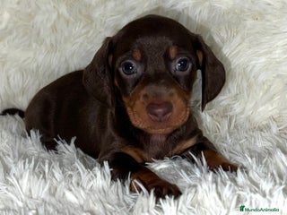 Teckel Miniatura perros TECKEL CHOCOLATE MINIATURA - Anuncio 29