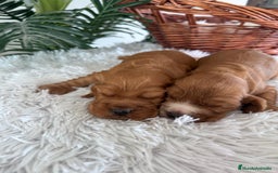 Cocker Spaniel Inglés perros en venta: COCKER SPANIEL INGLES - Anuncio 7