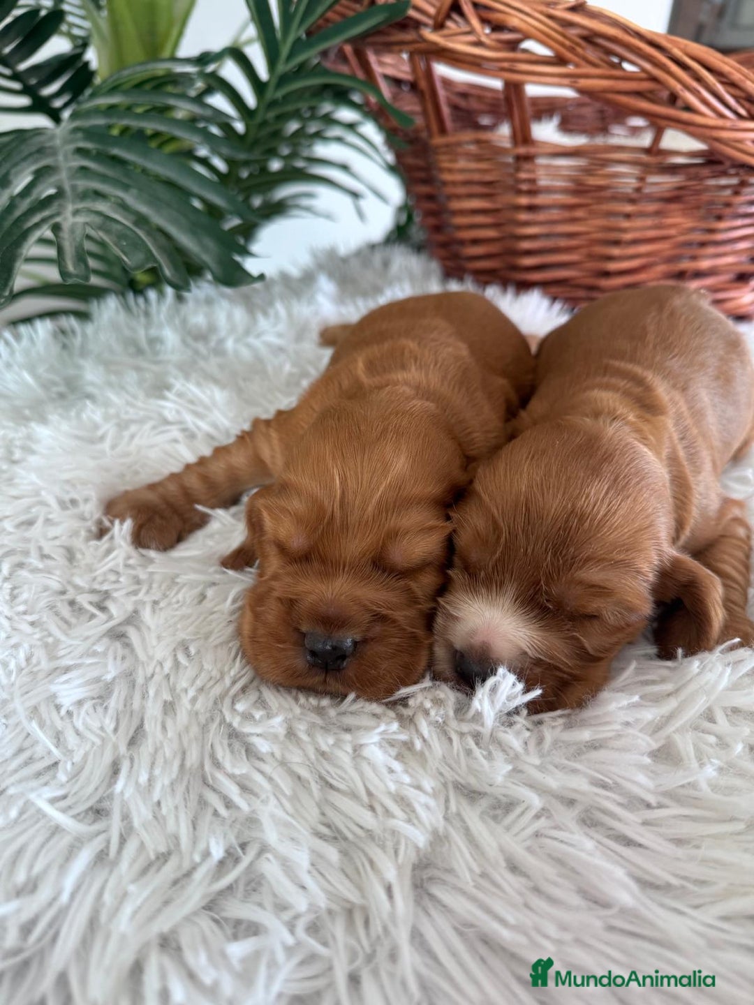 Cocker Spaniel Inglés perros en venta: COCKER SPANIEL INGLES - Anuncio 7