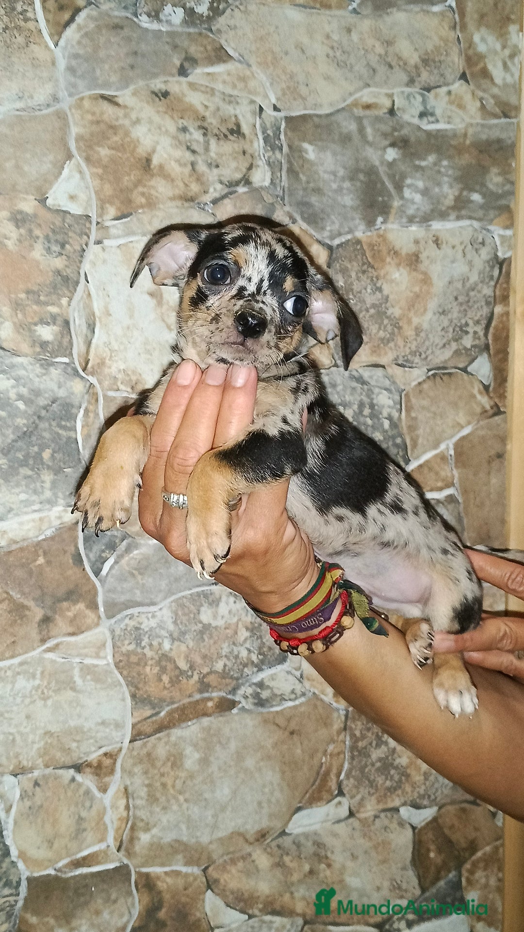 Chihuahua perros en venta: Chihuahua Toy hembras  - Imagen 3