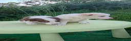 Border Collie perros en venta: Cachorros border collie - Anuncio 9