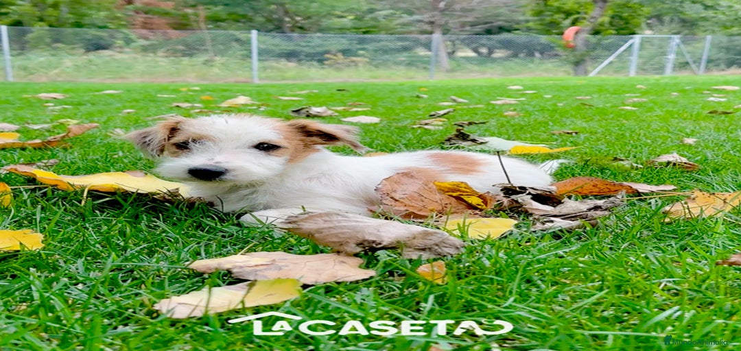 Imagen de galería {{count}}