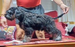 Schnauzer Miniatura perros en venta: schnauzer mini cachorros  - Imagen 4