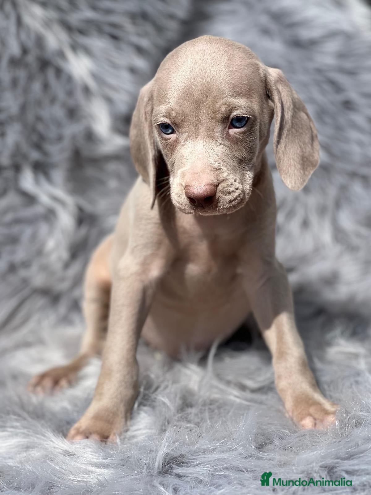 Weimaraner perros Weimaraner machos  en Barcelona - Anuncio 2