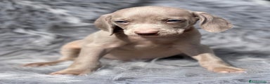 Weimaraner Cachorro 1