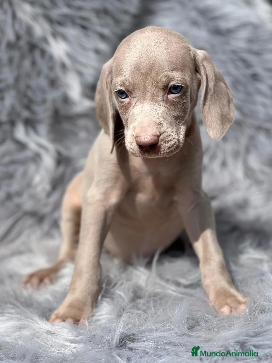 Weimaraner perros en venta: Weimaraner machos  en Barcelona - Anuncio 2