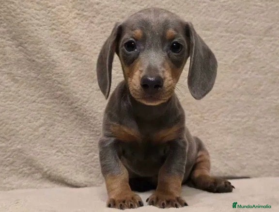 Teckel Miniatura perros Teckel varios colores  - Anuncio 1