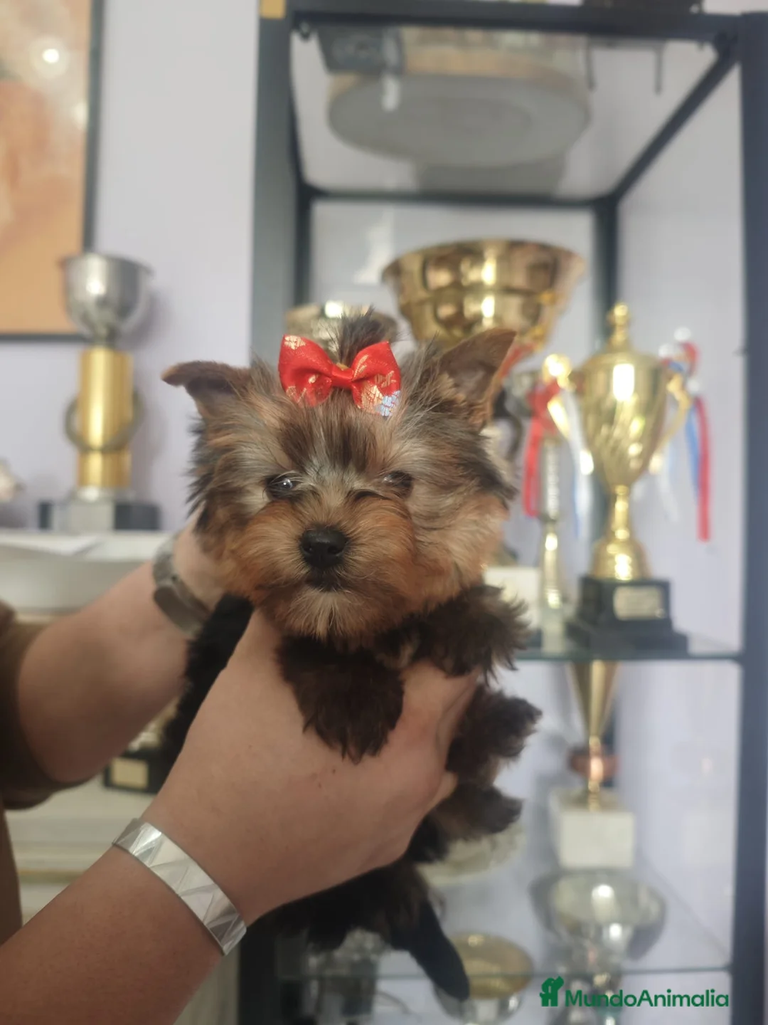 Yorkshire Terrier perros en venta: Precioso y exclusivo Yorkshire Macho - Anuncio 4