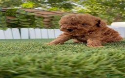 Caniche Toy perros en venta: CANICHE TOY ROJO MACHO - Imagen 19