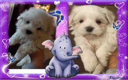 Bichón Maltés perros en venta: Cachorrito bichon maltes de cria familiar - Imagen 1