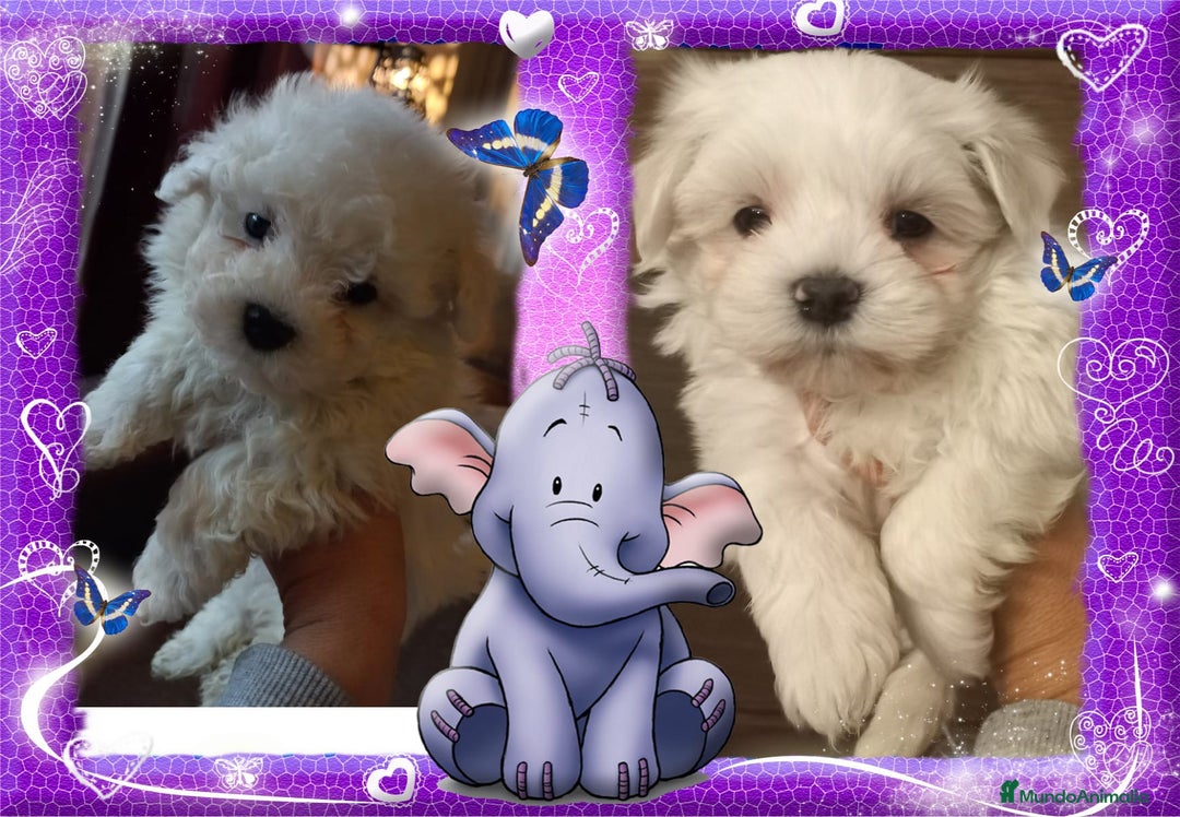 Bichón Maltés perros en venta: Cachorrito bichon maltes de cria familiar - Imagen 1