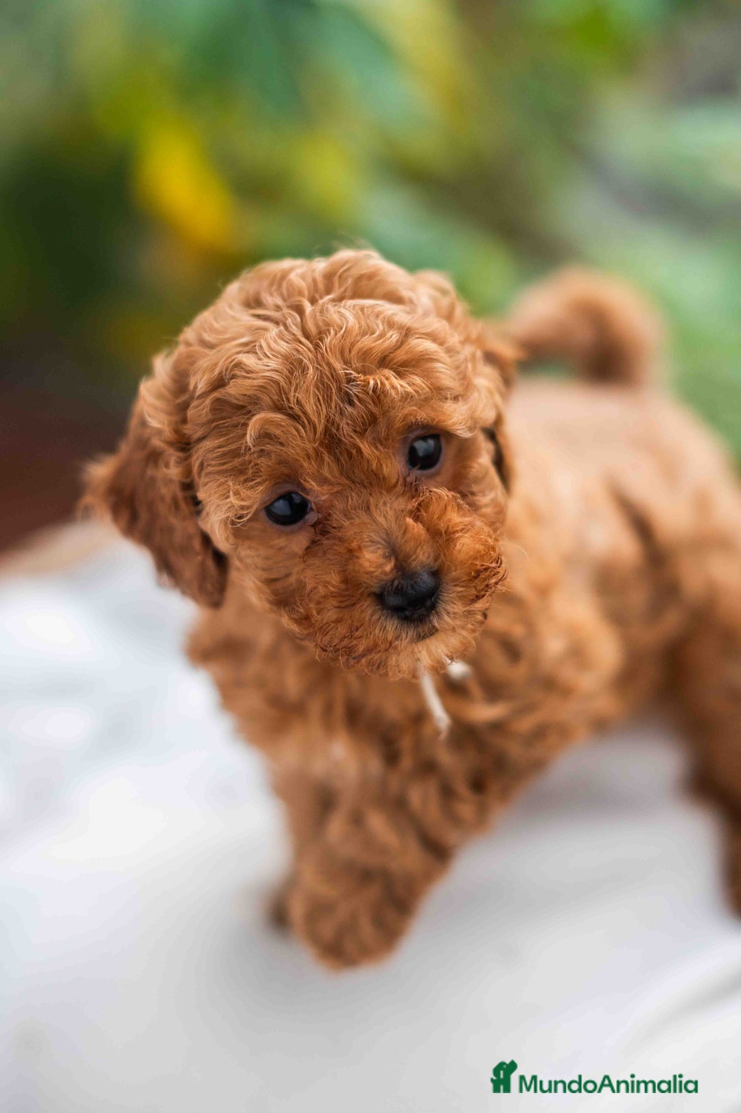 Caniche Toy perros en venta: Caniche toy Hembra - Anuncio 8