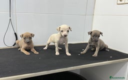 Pequeño Lebrel Italiano perros en venta: Cachorros Galgo Italiano Pequeño 650€ PRECIO REAL - Imagen 3