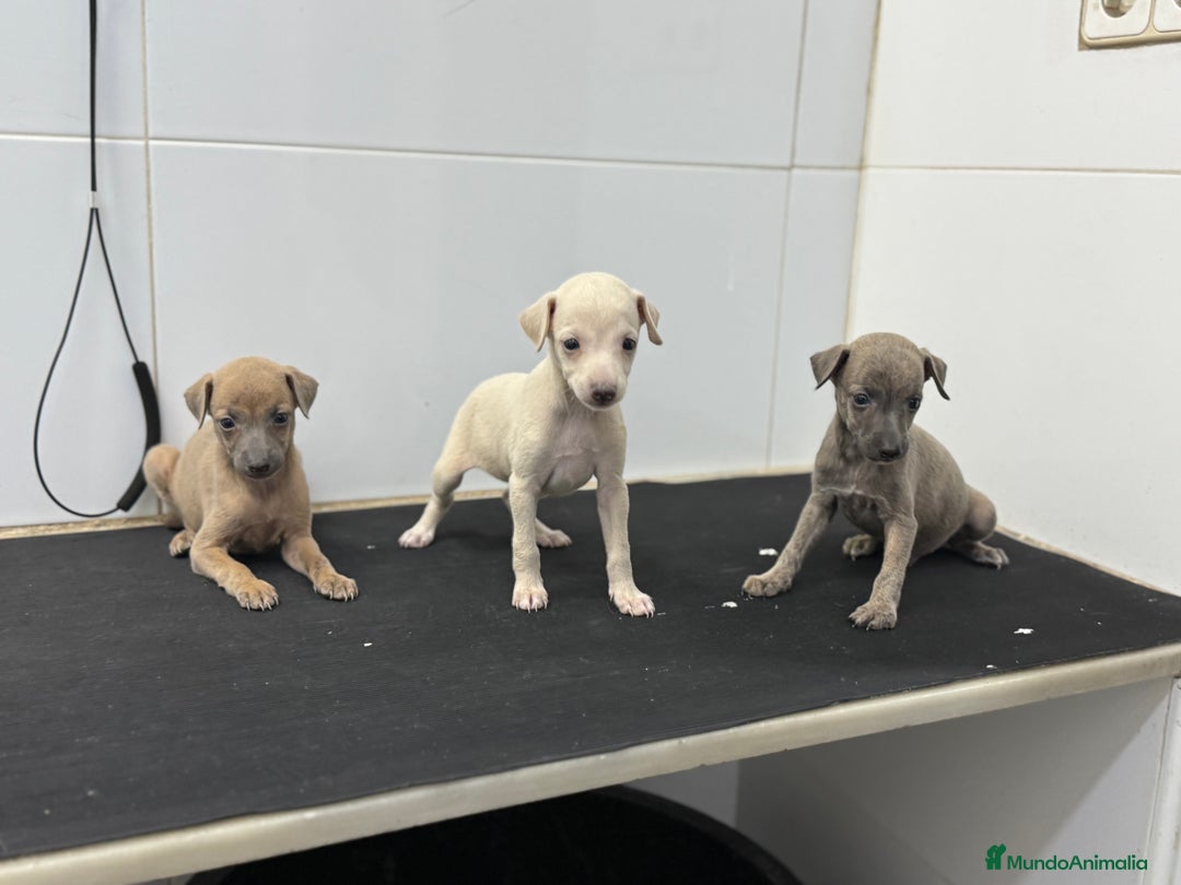 Pequeño Lebrel Italiano perros en venta: Cachorros Galgo Italiano Pequeño 650€ PRECIO REAL - Imagen 3