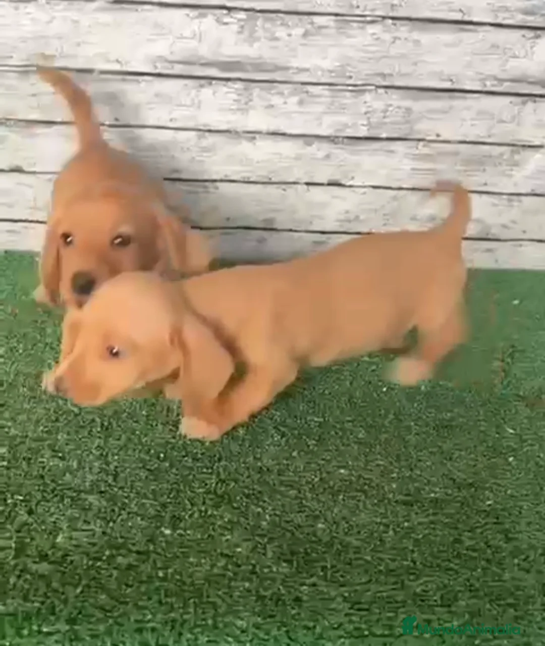 Teckel Miniatura perros en venta: Teckels kanichen dorados macho y hembra  - Anuncio 2