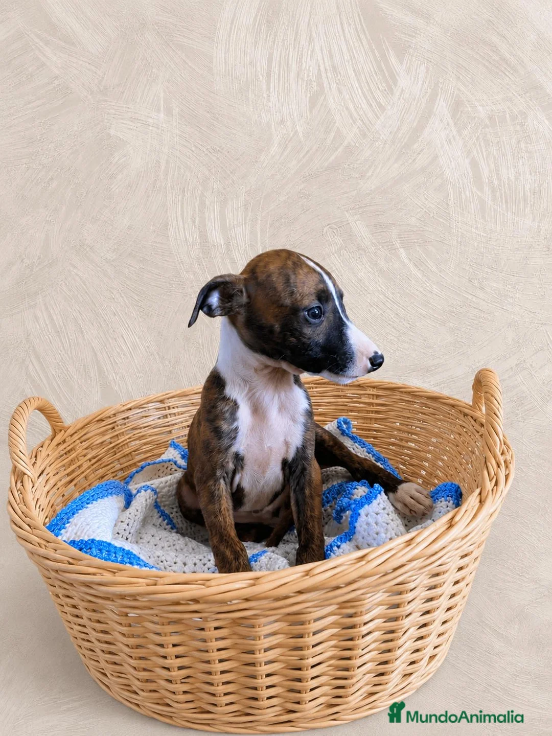 Whippet perros en venta: CAHORRITAS DE WHIPPET - Anuncio 6