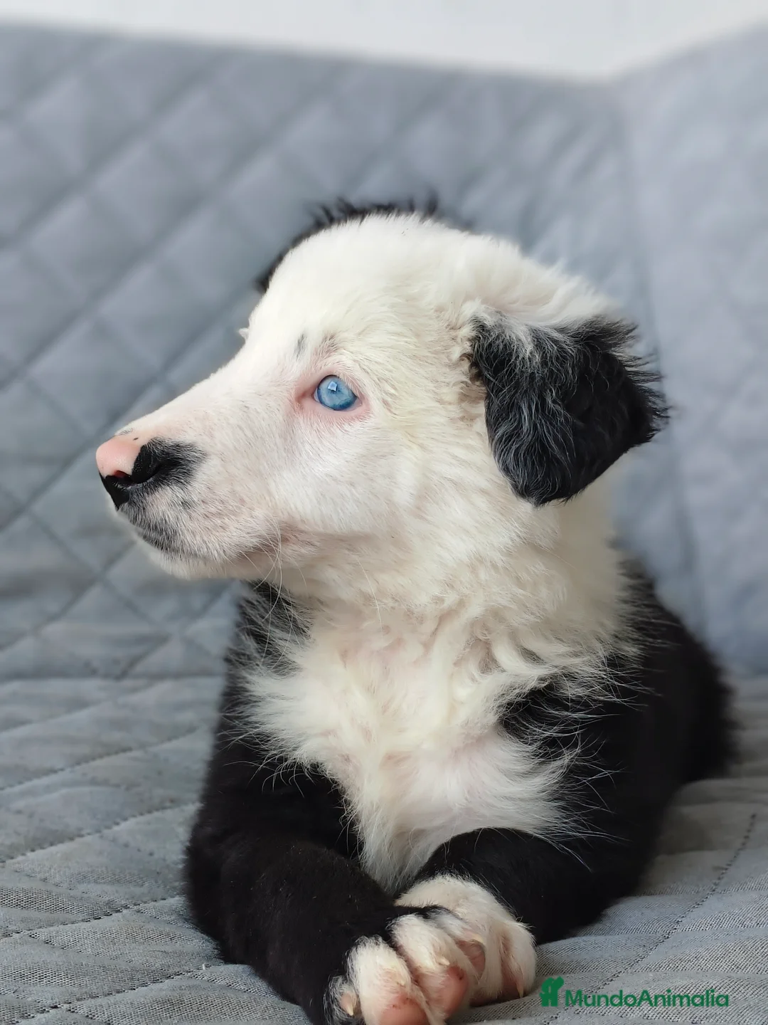 Border Collie perros en venta: BORDER COLLIES  - Anuncio 6