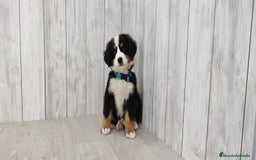 Boyero de Berna perros en venta: BOYERO DE BERNA CAMADA DISPONIBLE PARA RESERVA - Imagen 5