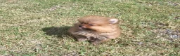 Pomerania perros en venta: Lulú de Pomerania  - Anuncio 6