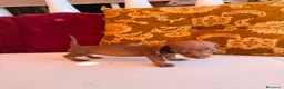 Teckel Miniatura perros en venta: TECKEL HEMBRA CHOCOLATE – TAMAÑO KANINCHEN - Anuncio 7
