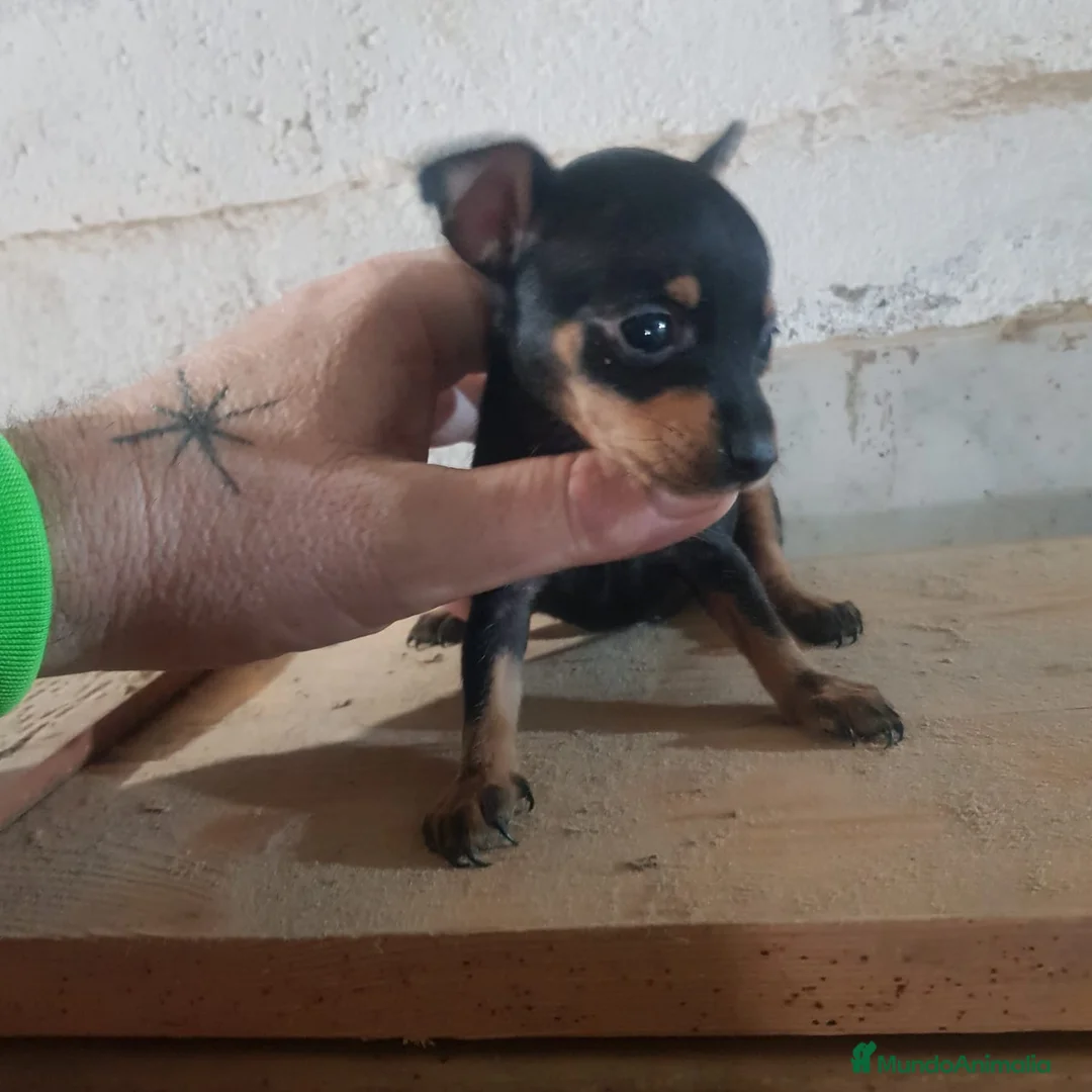Ratón de Praga perros en venta: Cachorro de ratón de Praga  - Anuncio 2