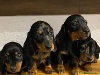 Teckel Miniatura perros Teckel miniatura en Badajoz - Anuncio 36