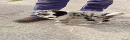 Border Collie perros en venta: Border collie  - Anuncio 8