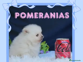 Pomerania perros Preciosos pomerania enano 🧸✨ - Anuncio 1