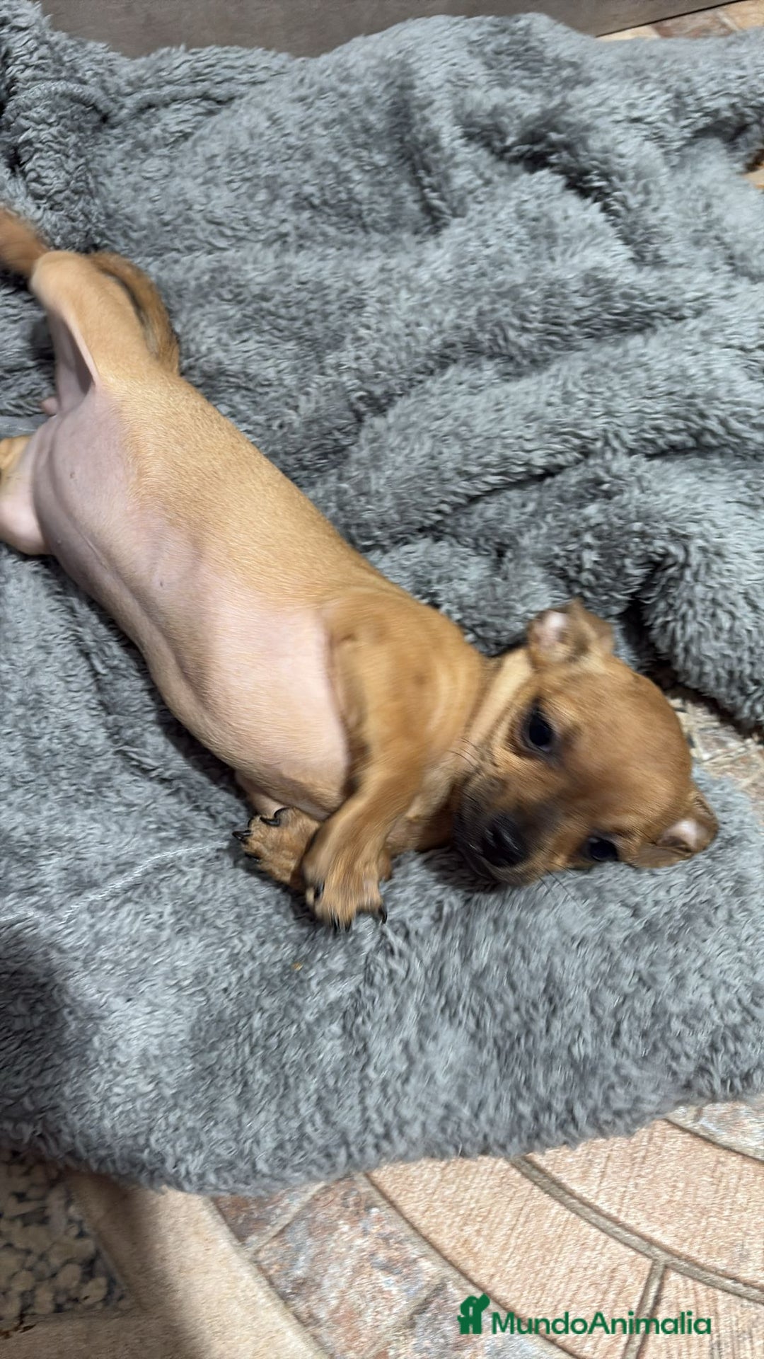 Chihuahua perros en venta: Chihuahua color ciervo  - Anuncio 14