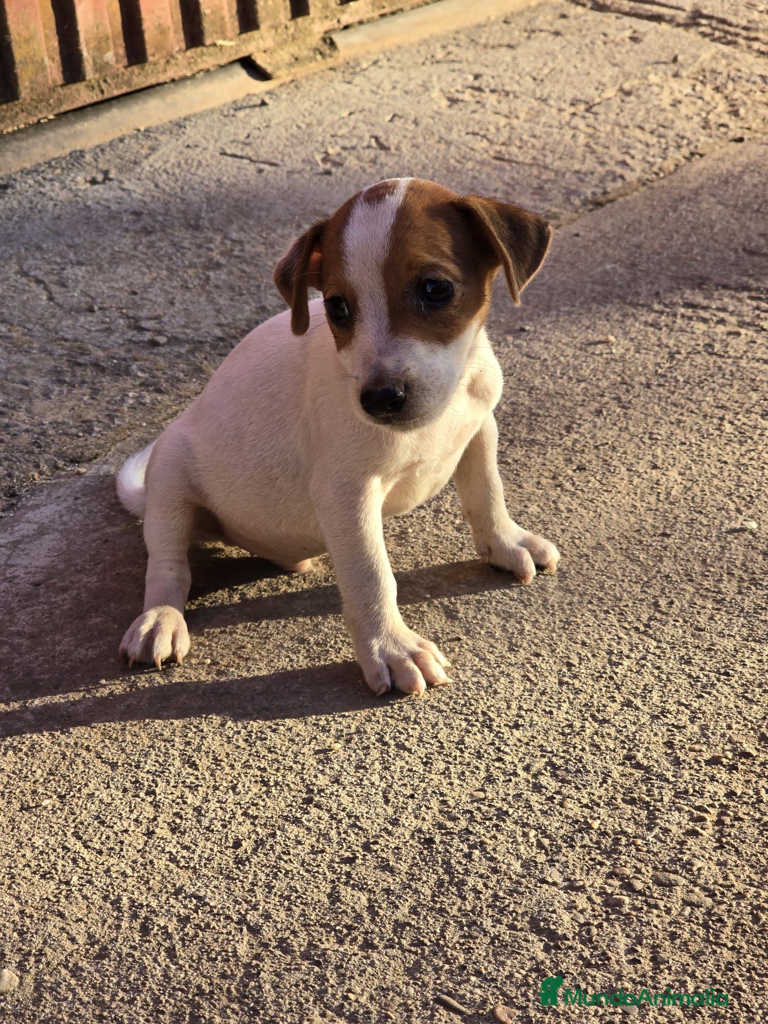 Jack Russell Terrier perros Precioso Jack rusell - Anuncio 1