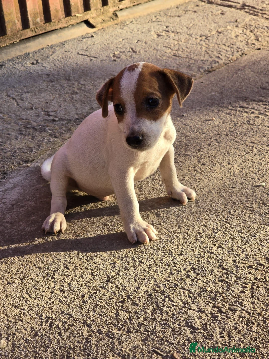 Jack Russell Terrier perros en adopcion: Precioso Jack rusell - Anuncio 1