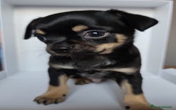 Chihuahua perros en venta: Chihuahuas Línea inglesa cabeza manzana.  - Imagen 4