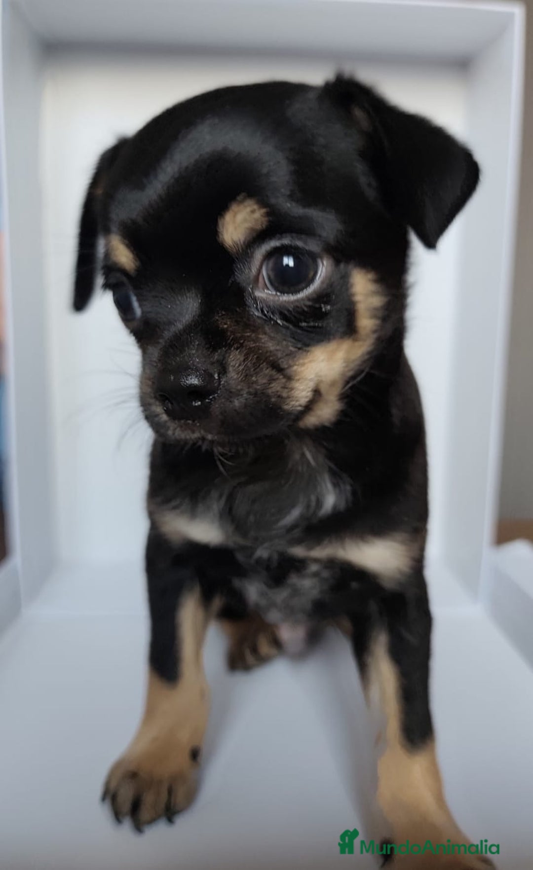 Chihuahua perros en venta: Chihuahuas Línea inglesa cabeza manzana.  - Imagen 4