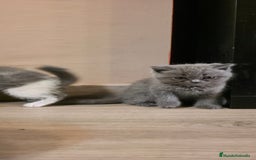 Scottish Straight gatos en venta: Scottish varias camadas  - Imagen 13