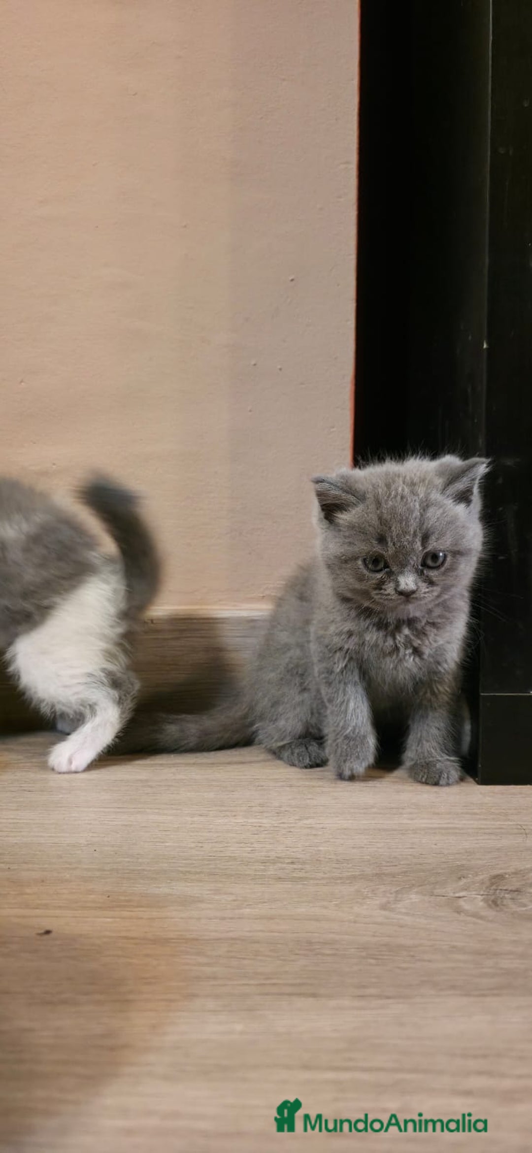 Scottish Straight gatos en venta: Scottish varias camadas  - Imagen 13