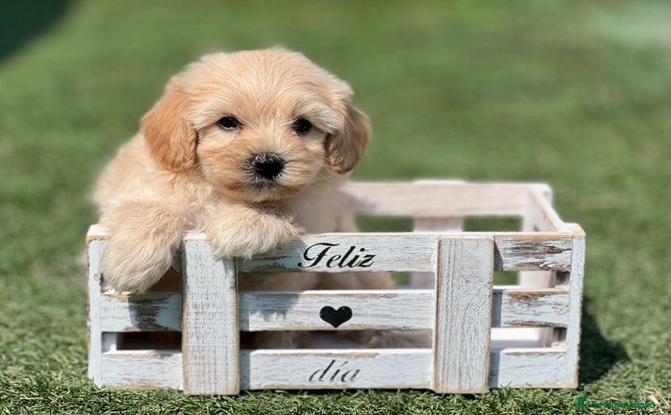 Maltipoo perros - Anuncio 2
