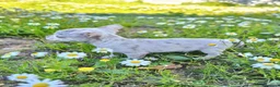 Chihuahua perros en venta: chihuahua  en Málaga - Anuncio 1