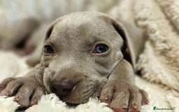 Weimaraner perros en venta: Camada de Braco de Weimar  - Imagen 4