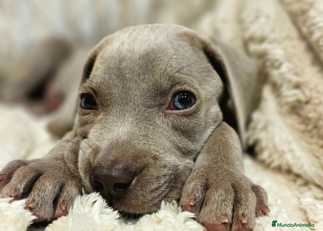 Weimaraner perros en venta: Camada de Braco de Weimar  - Imagen 4
